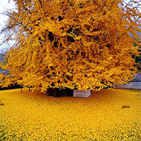 Vì sao loài cây được coi là hóa thạch sống này đang bị đột biến và đứng trước bờ vực tuyệt chủng?