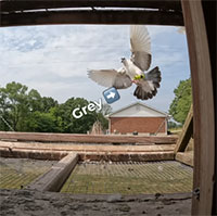 Chim bồ câu truyền dữ liệu nhanh hơn cả đường truyền Internet cáp quang