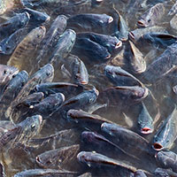 Loài cá đầy ở châu Á đóng băng 2 năm vẫn sống, đi bộ trên cạn khiến nước Mỹ 