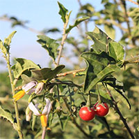 Loại cây dại mọc đầy ở Việt Nam nhưng ít ai để ý tới là 