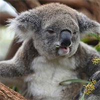 Australia phát hiện loài gấu túi thời tiền sử