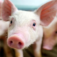 Trung Quốc nuôi thành công thận người trong phôi lợn
