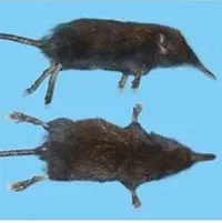 Phát hiện loài chuột chũi vòi mới trong Vườn quốc gia Hoàng Liên