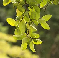 "Thuốc chữa tiêu chảy tự nhiên" từ búp ổi non