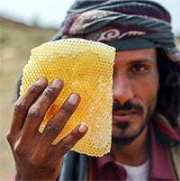 Vì sao mật ong cổ đại có thể được bảo quản lên tới hàng nghìn năm?