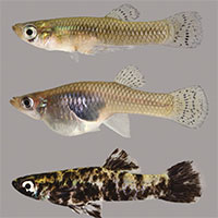 Loài cá chưa tới 10cm, sống không quá 2 năm, xâm lấn khiến nước Mỹ “tuyển” robot truy đuổi