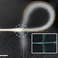 Các nhà khoa học phát triển thành công 