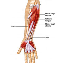Tại sao một số người không có cơ palmaris longus (cơ gan tay)?