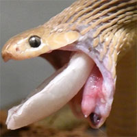 Loài rắn giữ kỷ lục về kích thước con mồi nuốt được