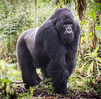 Tại sao một số loài động vật lại có thể nhận con nuôi giống như loài người?