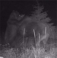 Gấu và sói tấn công mẹ con nai sừng tấm cùng lúc