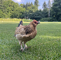 Con gà sống thọ 21 tuổi được trao kỷ lục Guinness