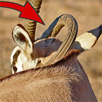 Linh dương sống sót với sừng mọc đâm vào cổ