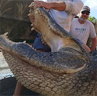 Cảnh sát biển vật lộn 4 giờ đồng hồ để bắt cá sấu khủng dài hơn 4 mét