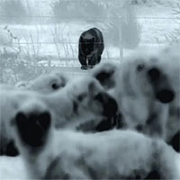 Chó bảo vệ đàn cừu khỏi báo puma tấn công