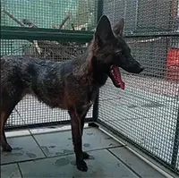 Lần đầu phát hiện con lai giữa chó nhà và cáo đồng cỏ
