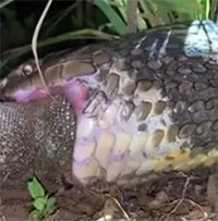 Video: Rắn hổ mang chúa dài 4m bị bắt khi đang nuốt chửng thằn lằn
