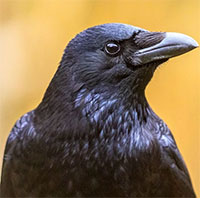 Con quạ biết suy luận như người để đưa ra quyết định