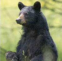 Gấu đen tắc ruột với rác thải của con người