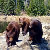 Gia đình gấu liên tục phá hủy camera nghiên cứu