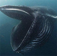 Tại sao cá voi xanh thích ăn cá và tôm nhỏ?