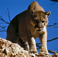 Điều gì xảy ra khi loài sói lớn nhất hành tinh đối đầu loài mèo lớn nhất Bắc Mỹ?