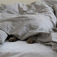 Nghiên cứu gây sốc: Vi khuẩn ở vỏ gối và ga giường nhiều gấp 17.442 lần so với bệ toilet