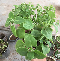 Công dụng tuyệt vời của lá húng chanh