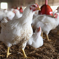 Báo động dịch cúm gia cầm tại Nam Phi