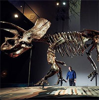 Điều gì xảy ra khi hệ sinh thái bị phá hủy?