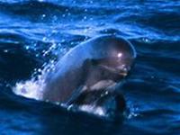 Tây Ban Nha bảo vệ cá voi