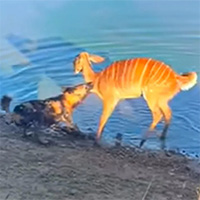 Video: Bị cắn xé, linh dương dìm chó hoang sặc nước rồi tẩu thoát