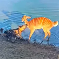 Video: Bị cắn xé, linh dương dìm chó hoang sặc nước rồi tẩu thoát