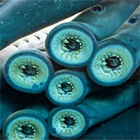 Loài cá hút máu sống sót qua 4 cuộc đại tuyệt chủng