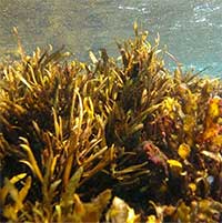 Nghiên cứu mới công bố: Tảo nâu giúp chống lão hóa da