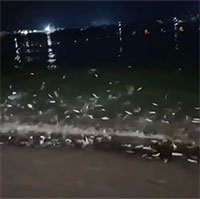 Đi dạo, cô gái bắt gặp cảnh tượng kỳ lạ chưa từng thấy trên bãi biển