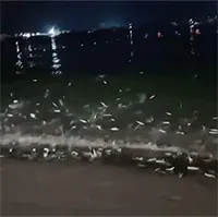 Đi dạo, cô gái bắt gặp cảnh tượng kỳ lạ chưa từng thấy trên bãi biển
