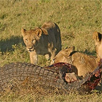 Đàn sư tử hợp sức vật chết cá sấu sông Nile