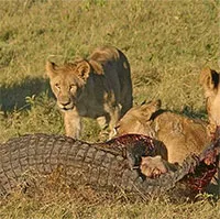 Đàn sư tử hợp sức vật chết cá sấu sông Nile