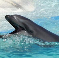 Wholphin - Con lai của cá heo mũi chai và cá ông chuông