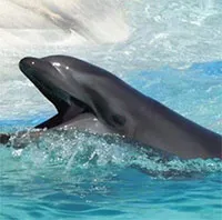 Wholphin - Con lai của cá heo mũi chai và cá ông chuông