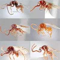 Phát hiện 16 loài ong ký sinh mới kỳ lạ ở Việt Nam