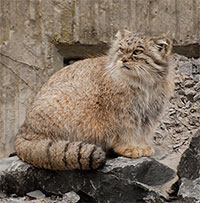 Tại sao loài mèo manul lại khó sống sót trong điều kiện nuôi nhốt?