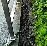 Cá rô đồng xếp hàng trật tự,