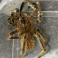 Nhện chuối cực độc trở thành cứu cánh cho nam giới mắc bệnh 