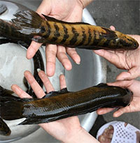 Độc lạ loài cá chỉ có ở một tỉnh của Việt Nam: Biết bò trên cạn, leo cây, bắt chim