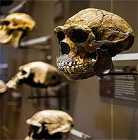 Thuyết tiến hóa do Darwin đề xuất có thực sự đáng tin?