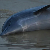 Hạn hán lịch sử tấn công Amazon, hơn trăm con cá heo chết hàng loạt