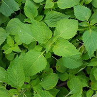 Loại rau vừa là gia vị, vừa là 