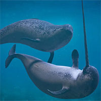 Tại sao không thể nuôi nhốt kỳ lân biển?